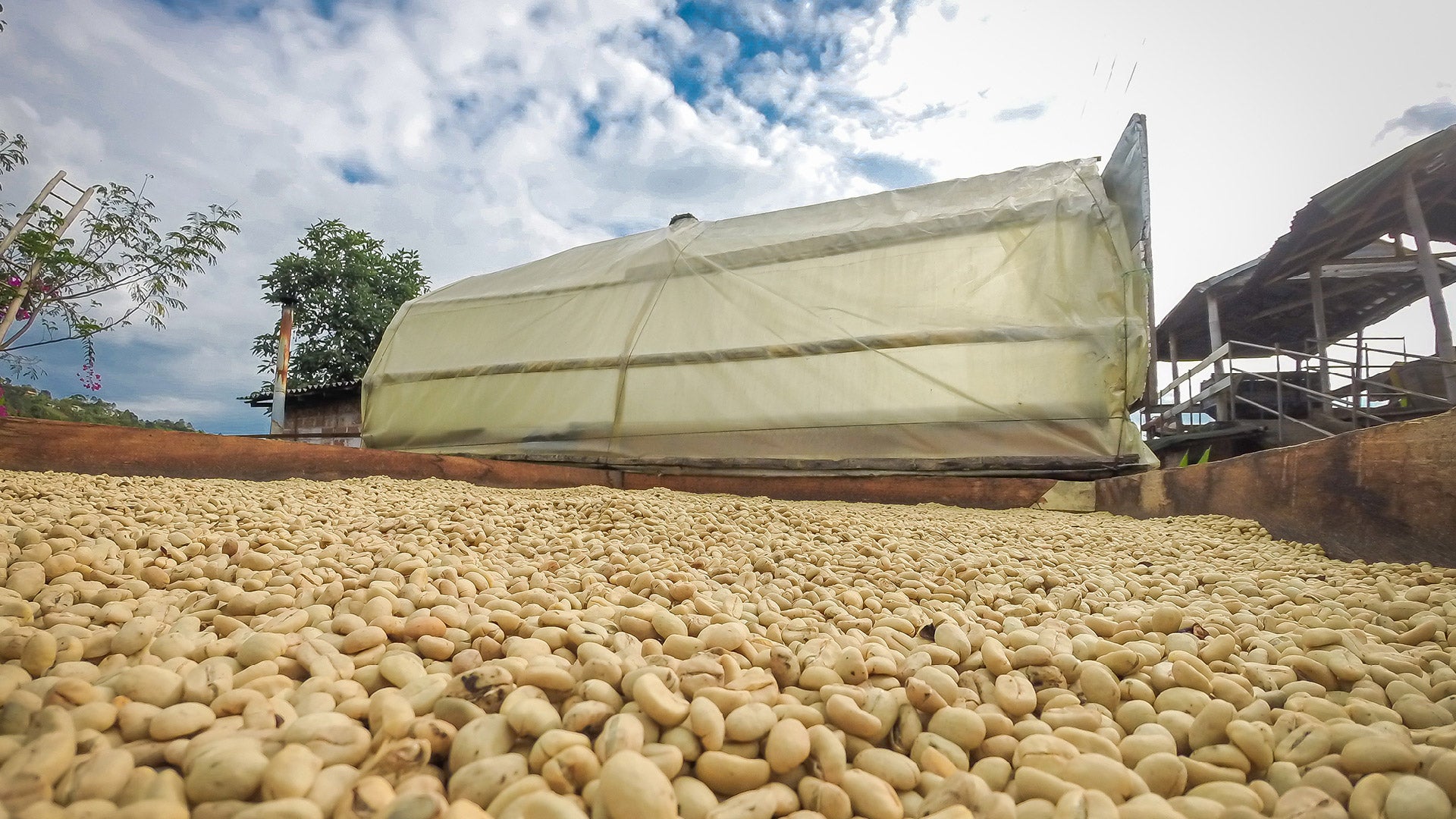 Green Coffee Beans and their Processing Methods