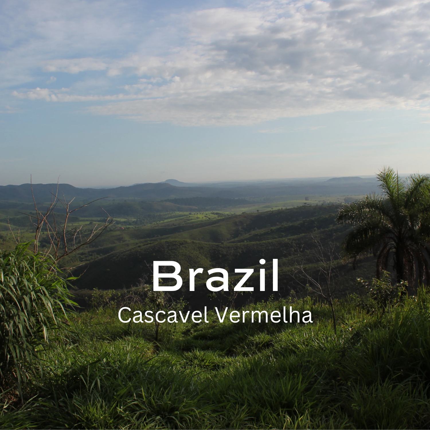 Cascavel Vermelha (Natural)