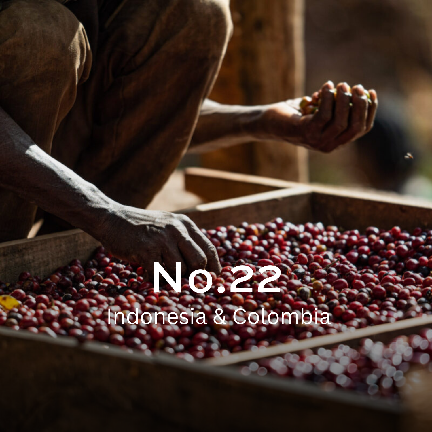 Earth Roastery | Coffee | No.22