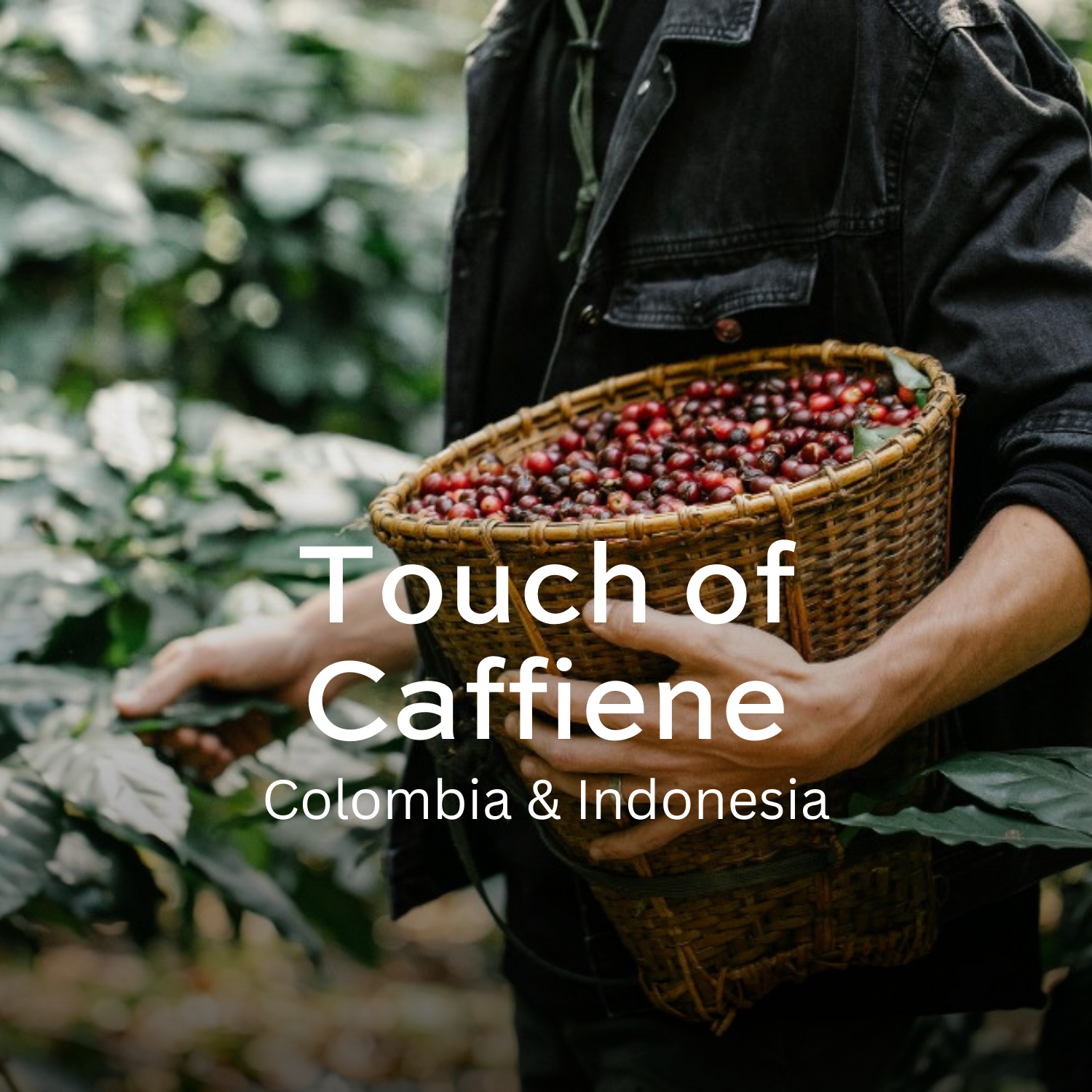 Earth Roastery | Coffee | Touch Of Caffeine