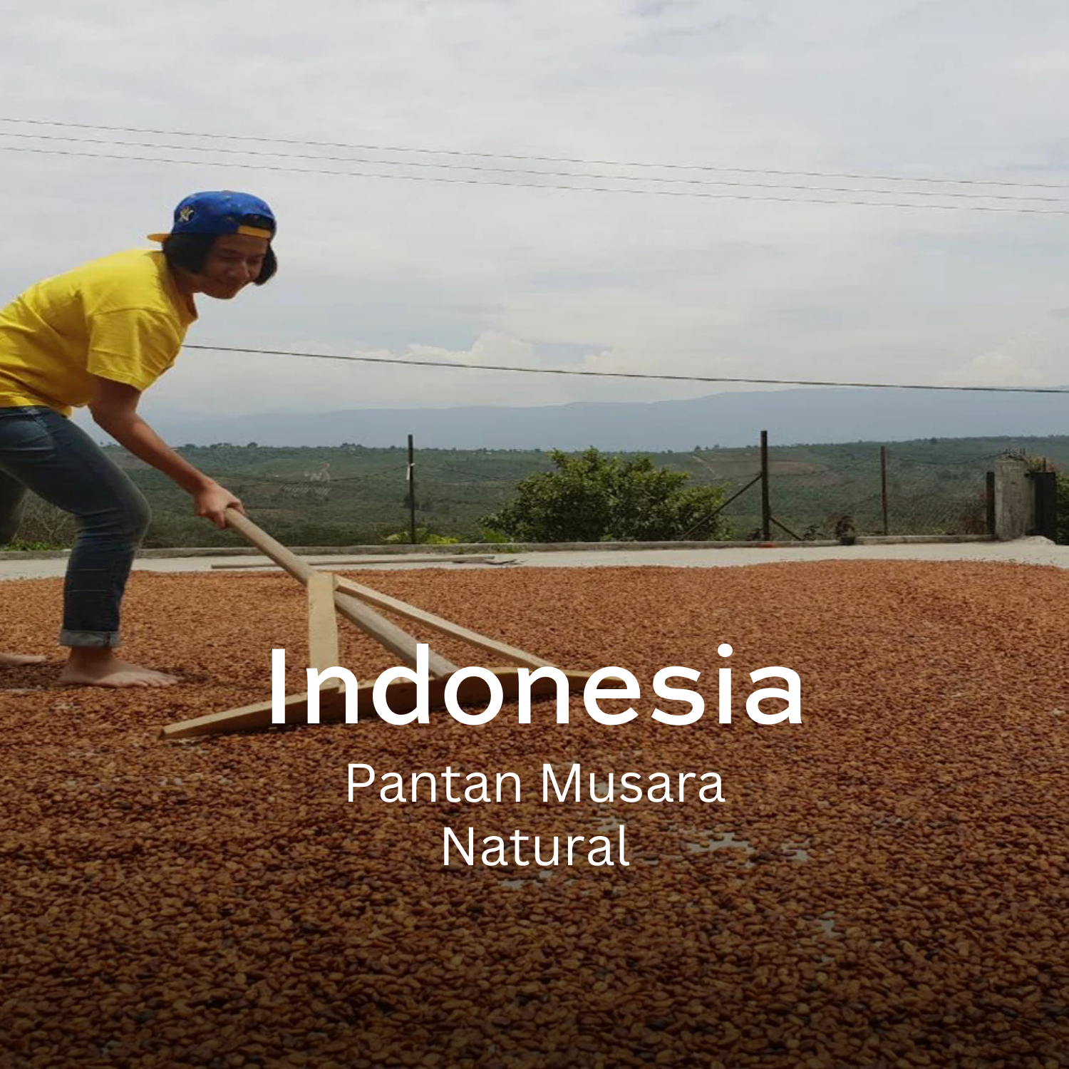 Earth Roastery | Coffee | Pantan Musara (Natural)