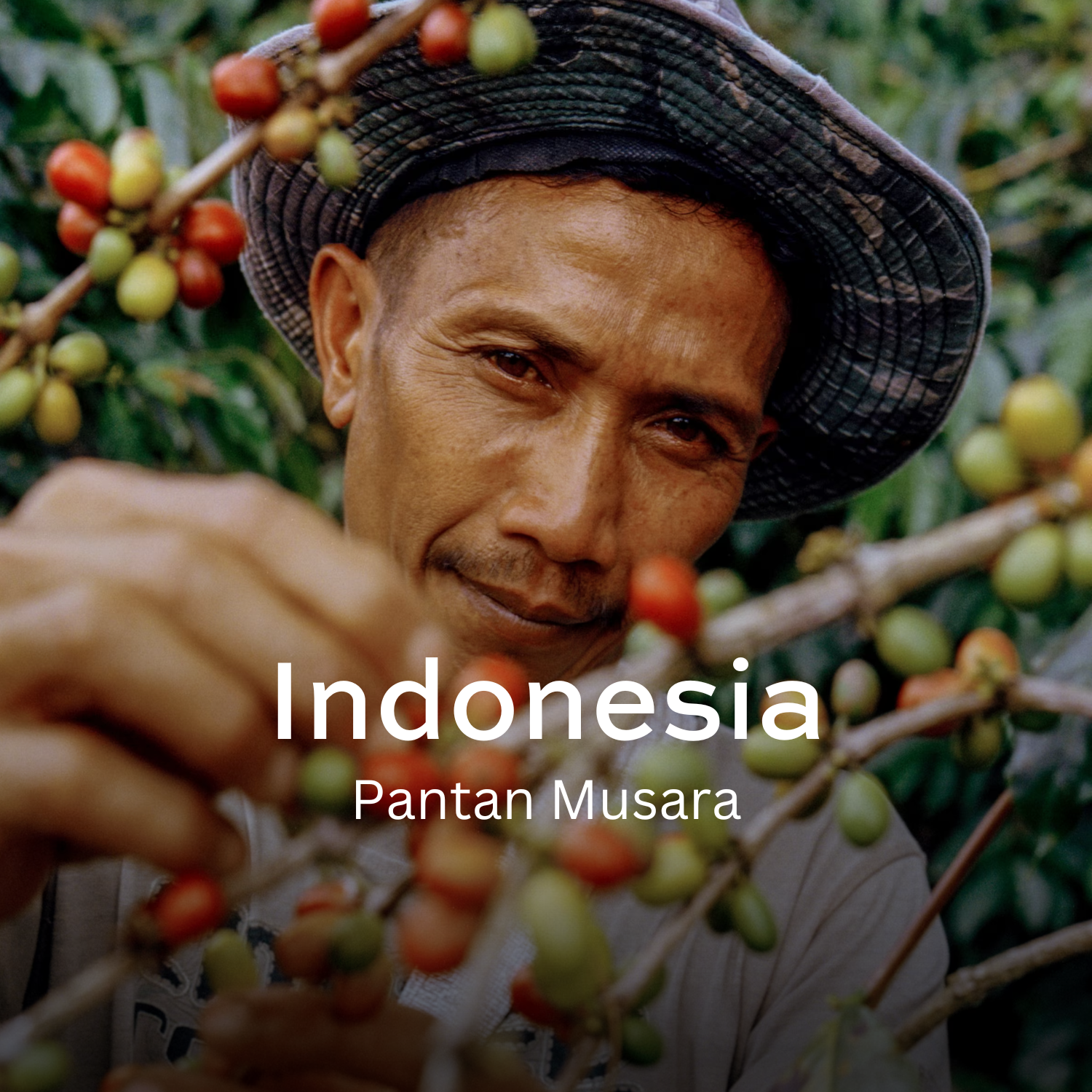 Earth Roastery | Coffee | Pantan Musara (Natural)