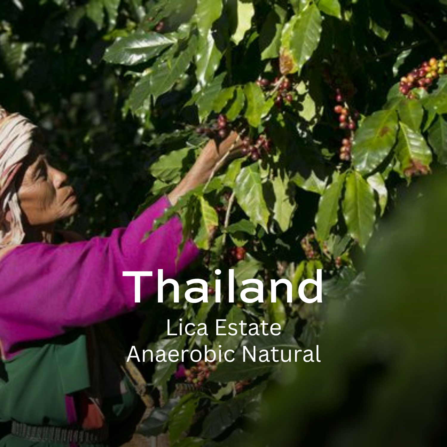 Earth Roastery | Coffee | Lica Estate (Anaerobic Natural)