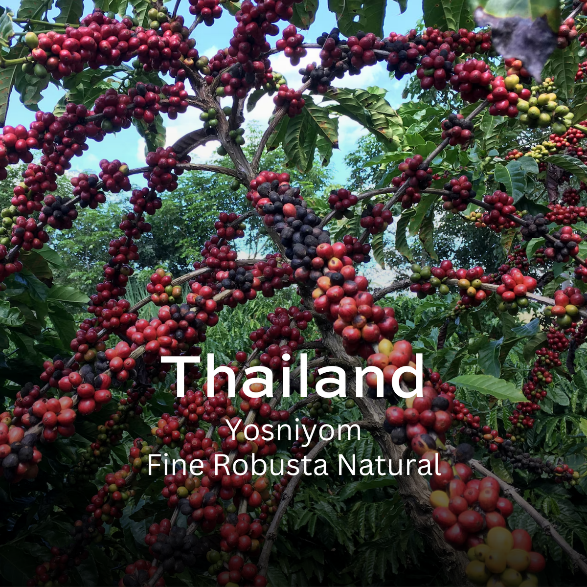 Robusta