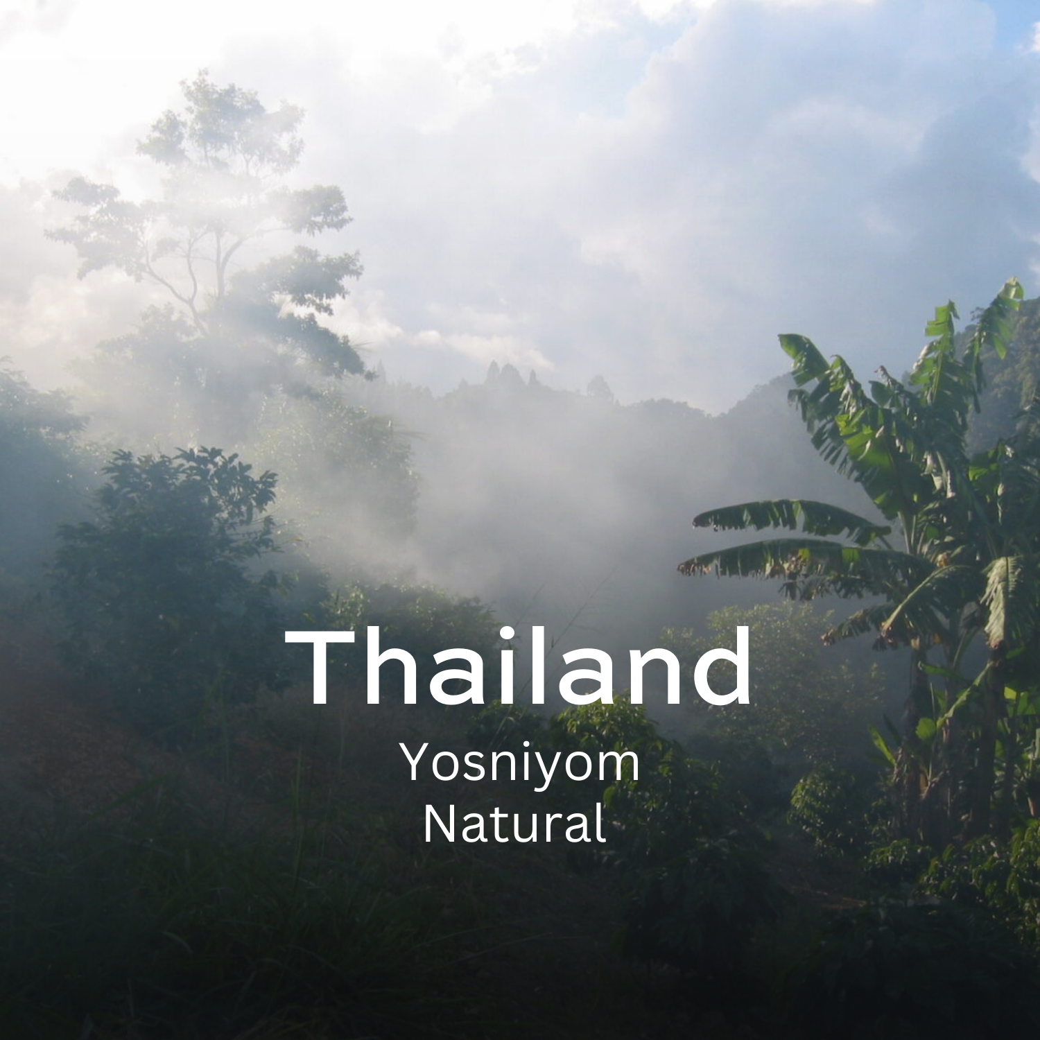 Earth Roastery | Coffee | Yosniyom (Natural)