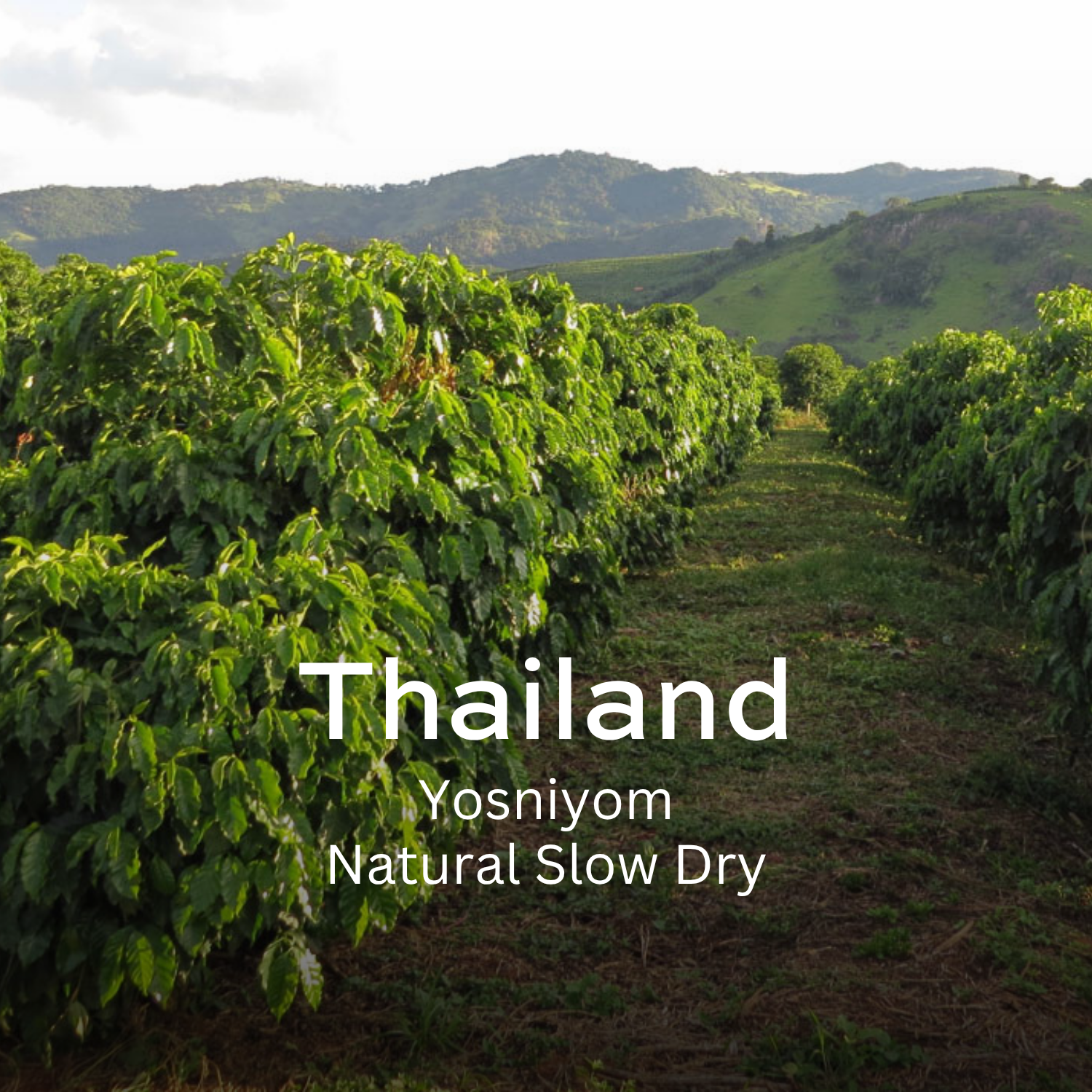 Earth Roastery | Coffee | Yosniyom (Natural Slow Dry)