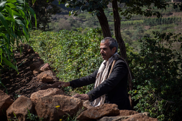Yemeni Coffee: the tale of revolutionary coffee