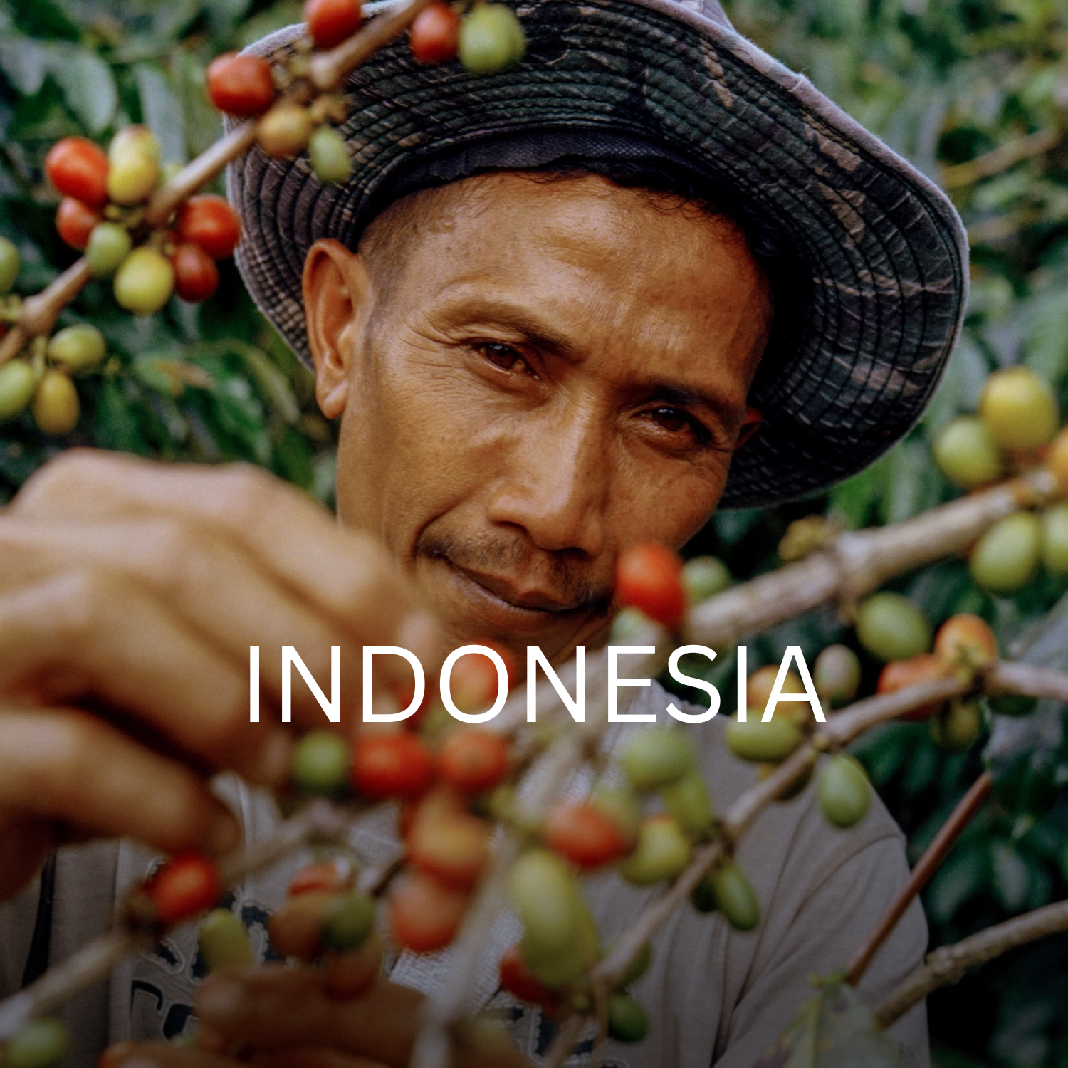 Earth Roastery | Coffee | Pantan Musara