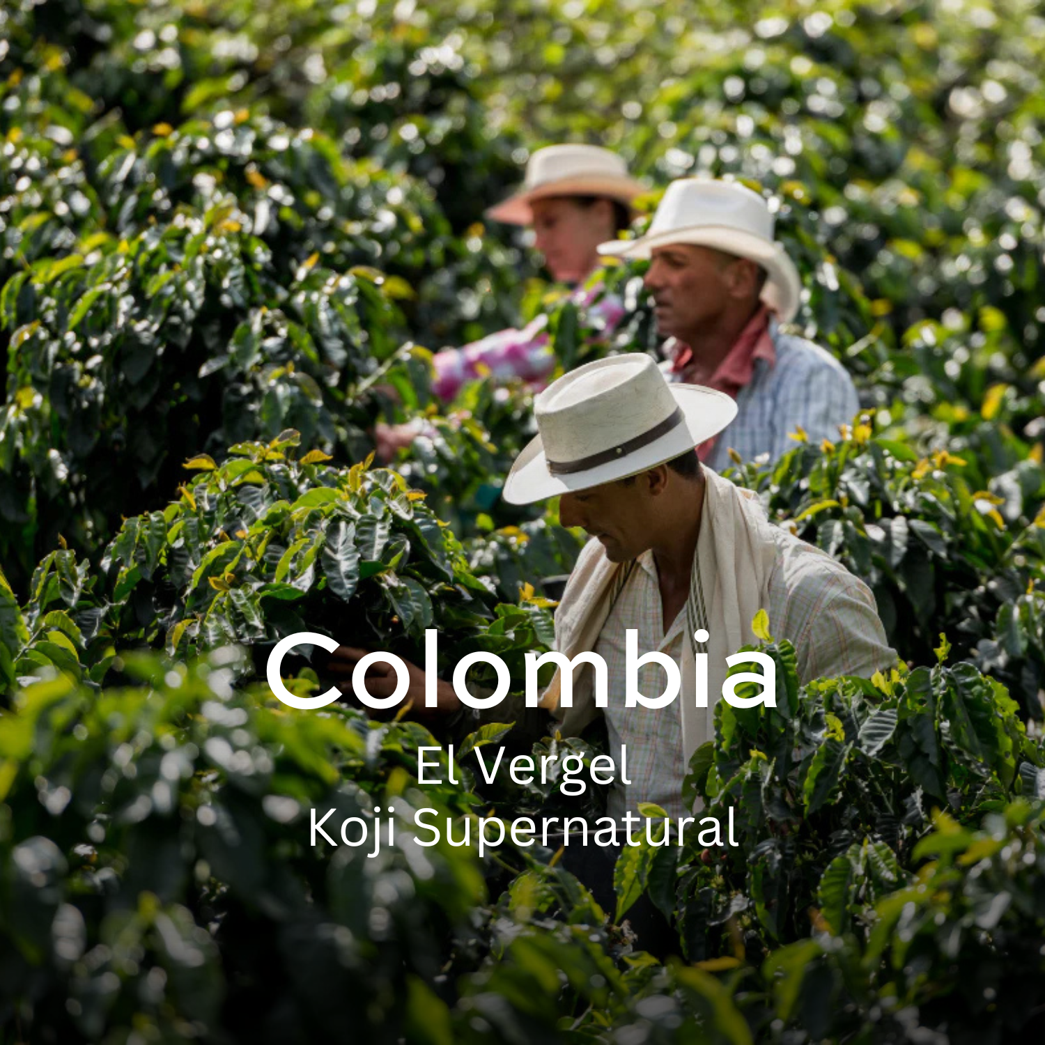 Earth Roastery | Coffee | El Vergel (Koji Supernatural)