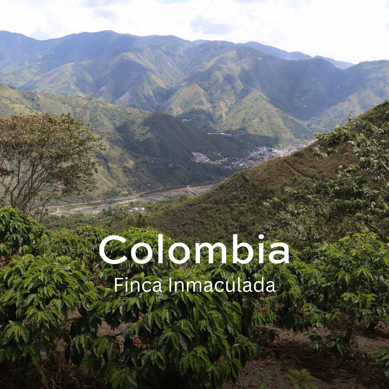 Earth Roastery | Coffee | Finca Inmaculada (Natural Anaerobic)