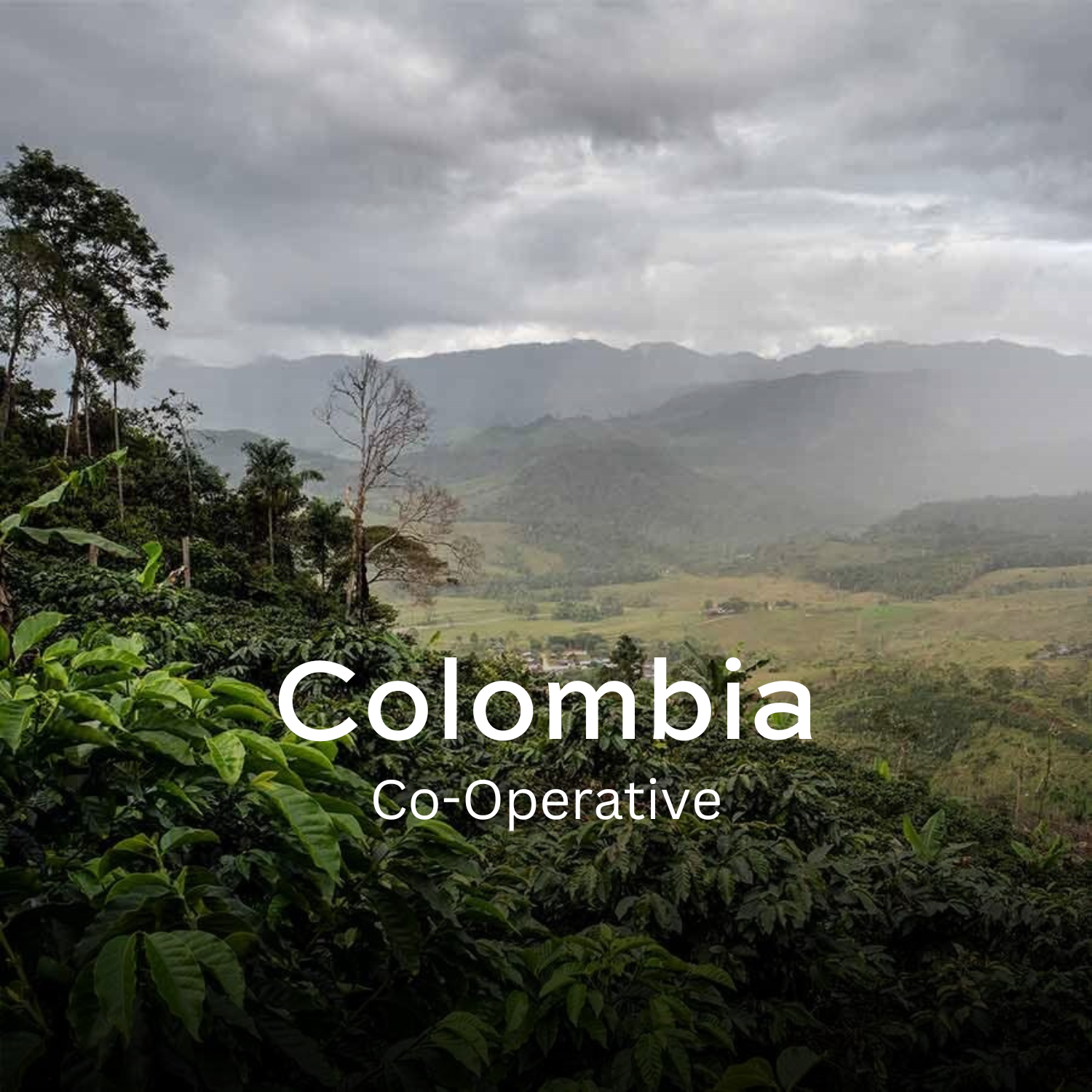 Co-Operative (Swiss Water)