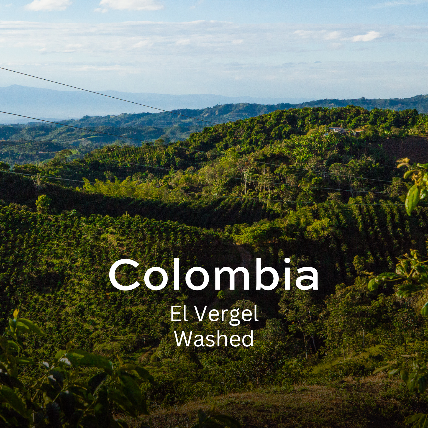 Earth Roastery | Coffee | El Vergel (Washed)