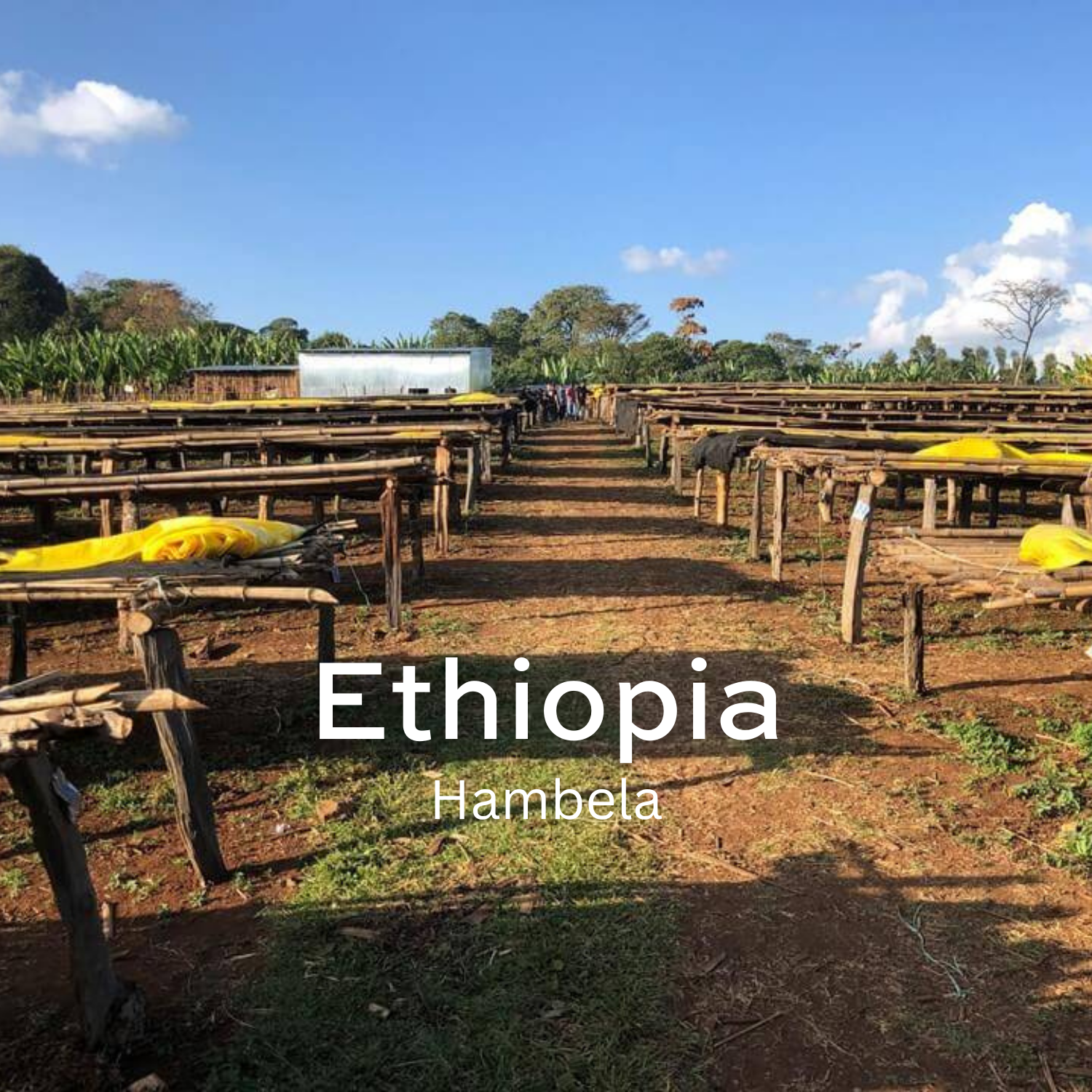 Earth Roastery | Coffee | Hambela (Natural)