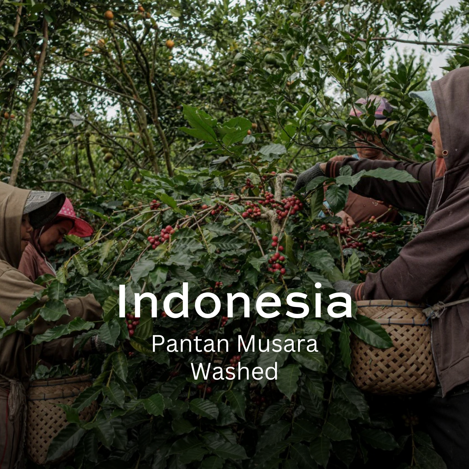 Earth Roastery | Coffee | Pantan Musara (Washed)
