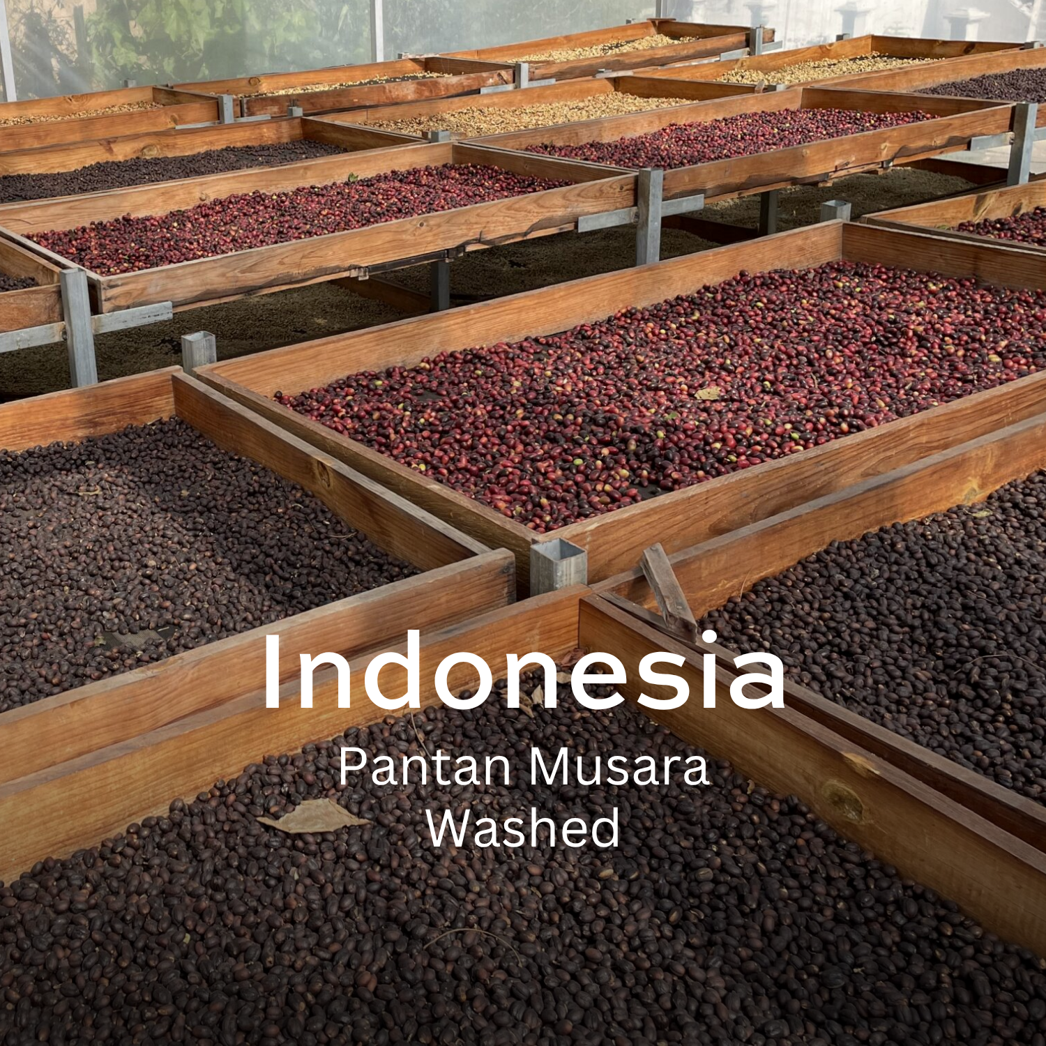 Pantan Musara (Washed)