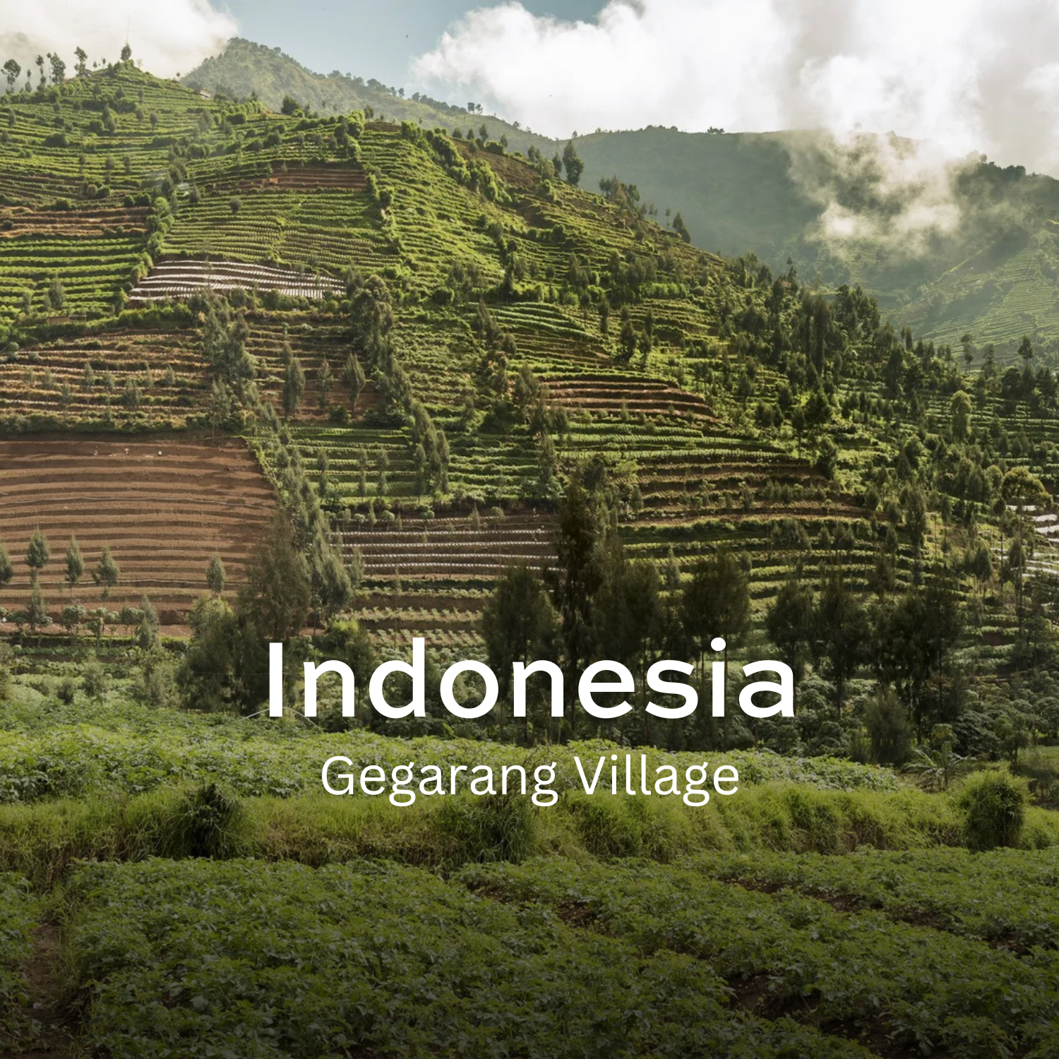 Earth Roastery | Coffee | Gegarang Village (Wooden Barrel)
