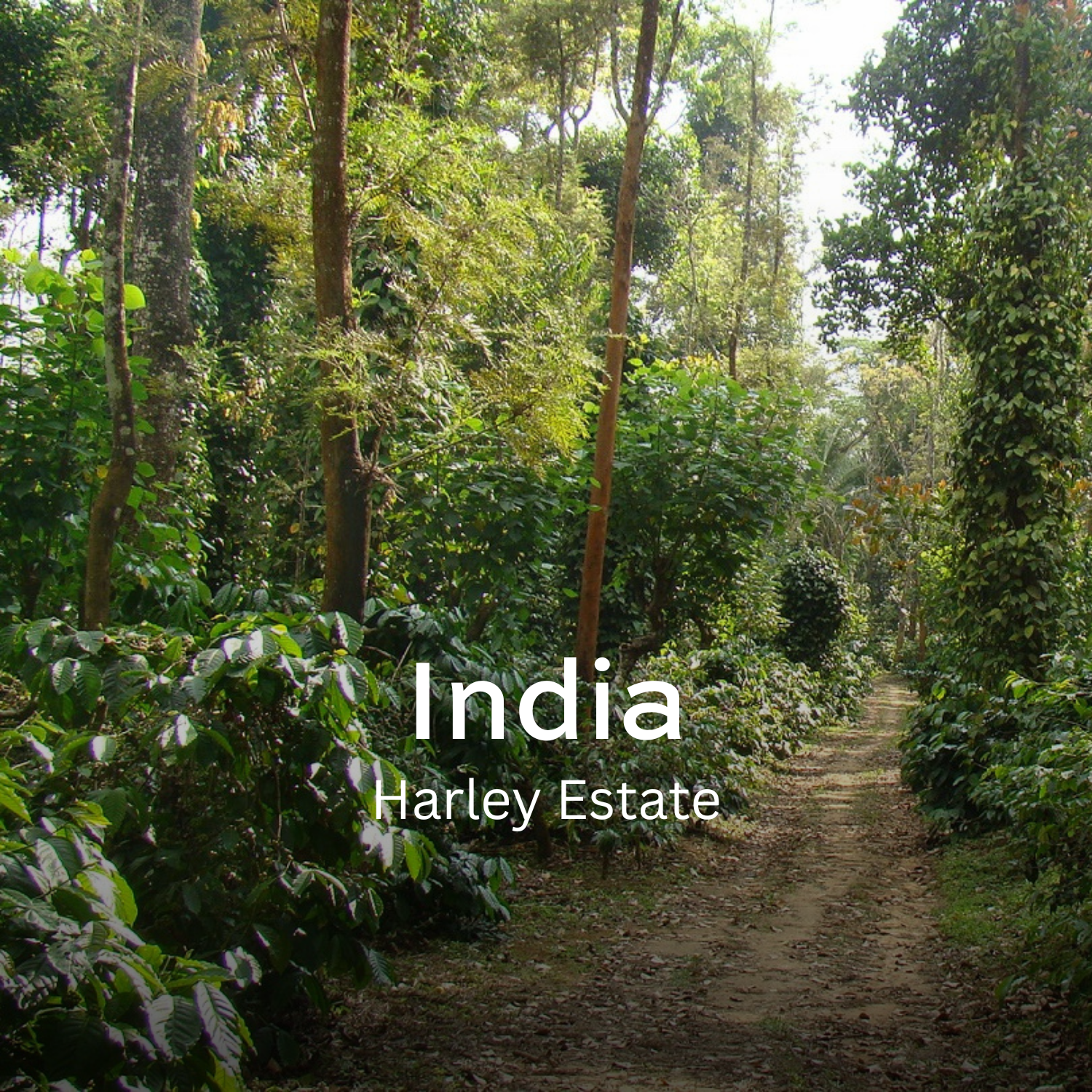 Earth Roastery | Coffee | Harley Estate (Robusta)