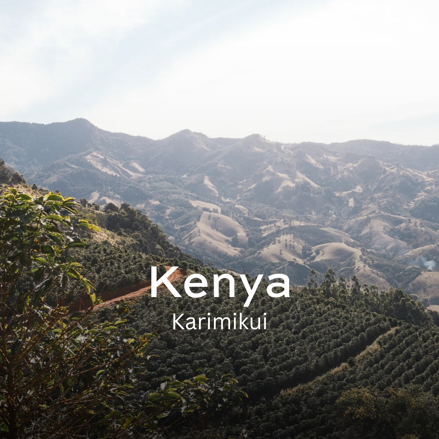 Earth Roastery | Coffee | Karimikui (Washed)