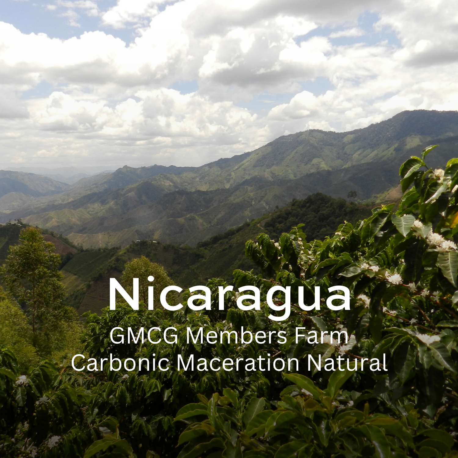 Earth Roastery | Coffee | GMCG Members Farm (Carbonic Maceration Natural)