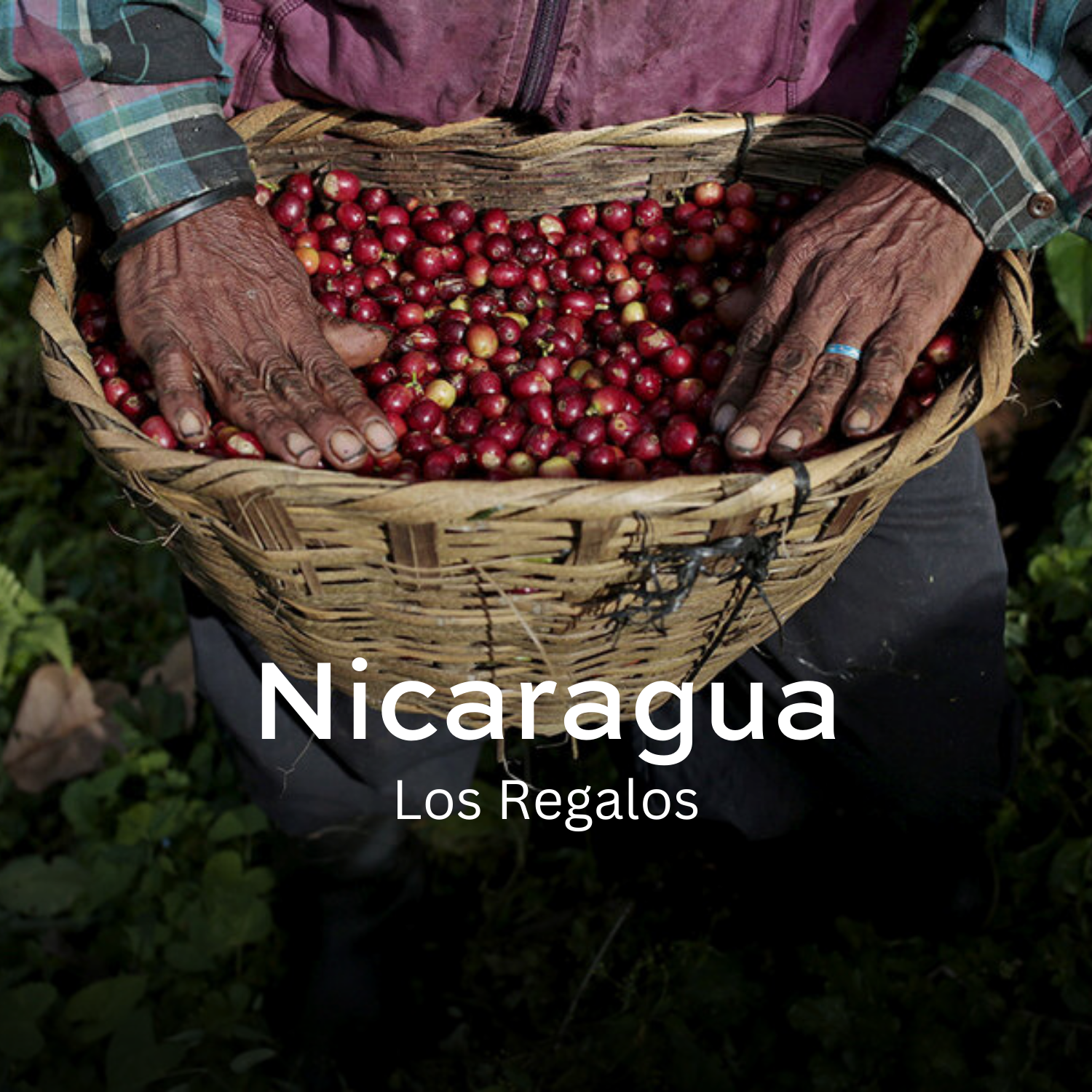 Earth Roastery | Coffee | Los Regalos (Honey)