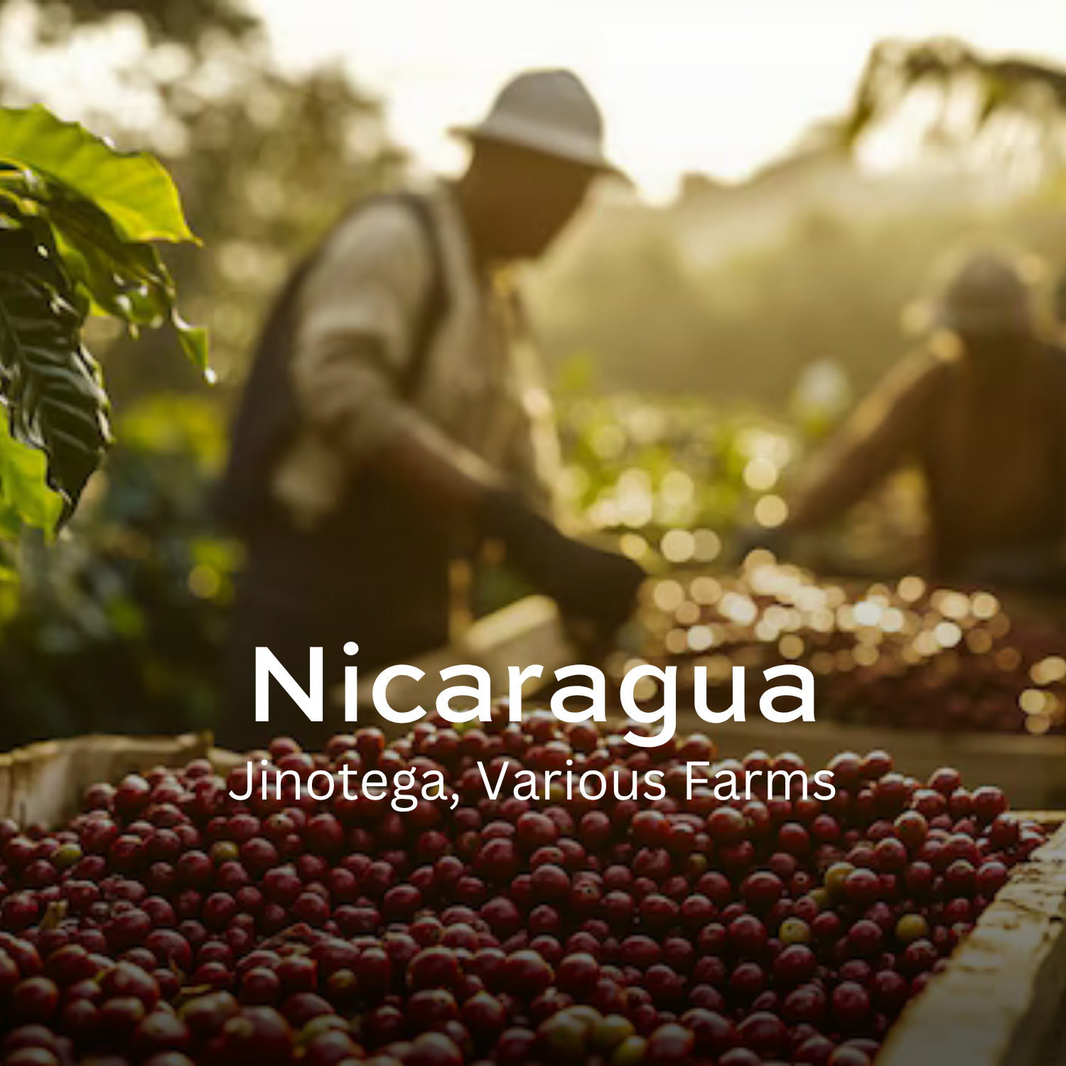 Earth Roastery | Coffee | Jinotega (Washed)