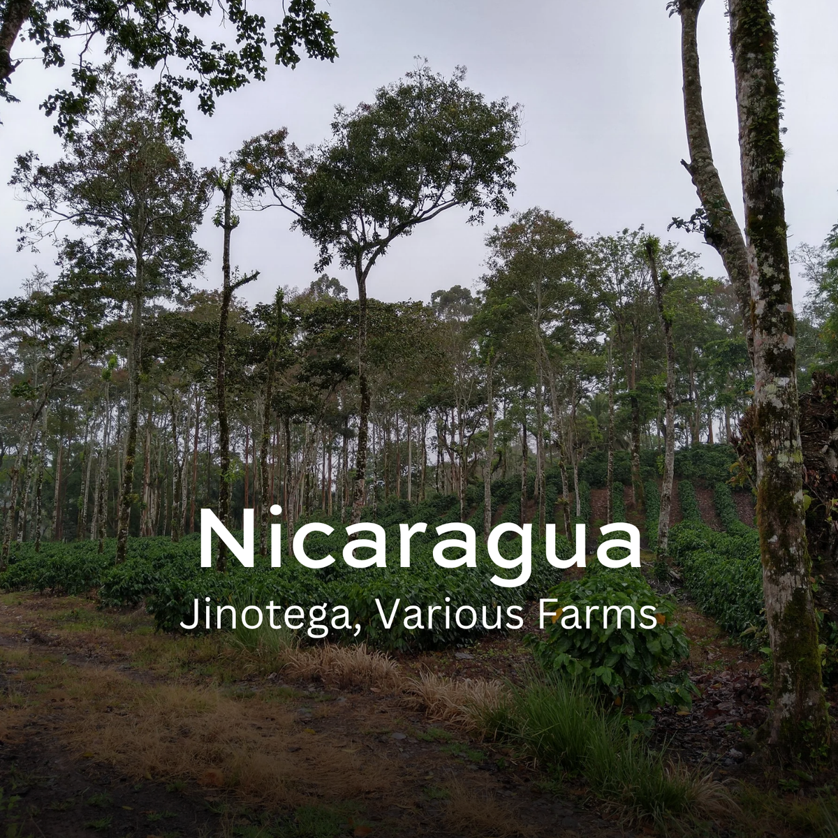 Jinotega
