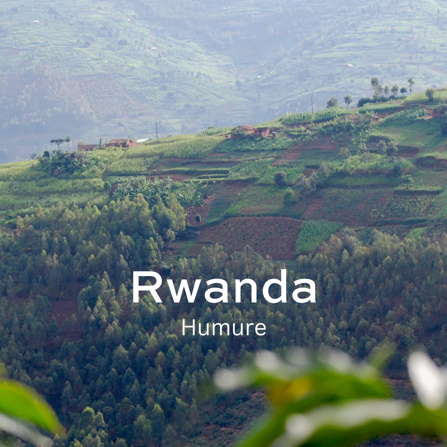 Earth Roastery | Coffee | Humure (Natural)