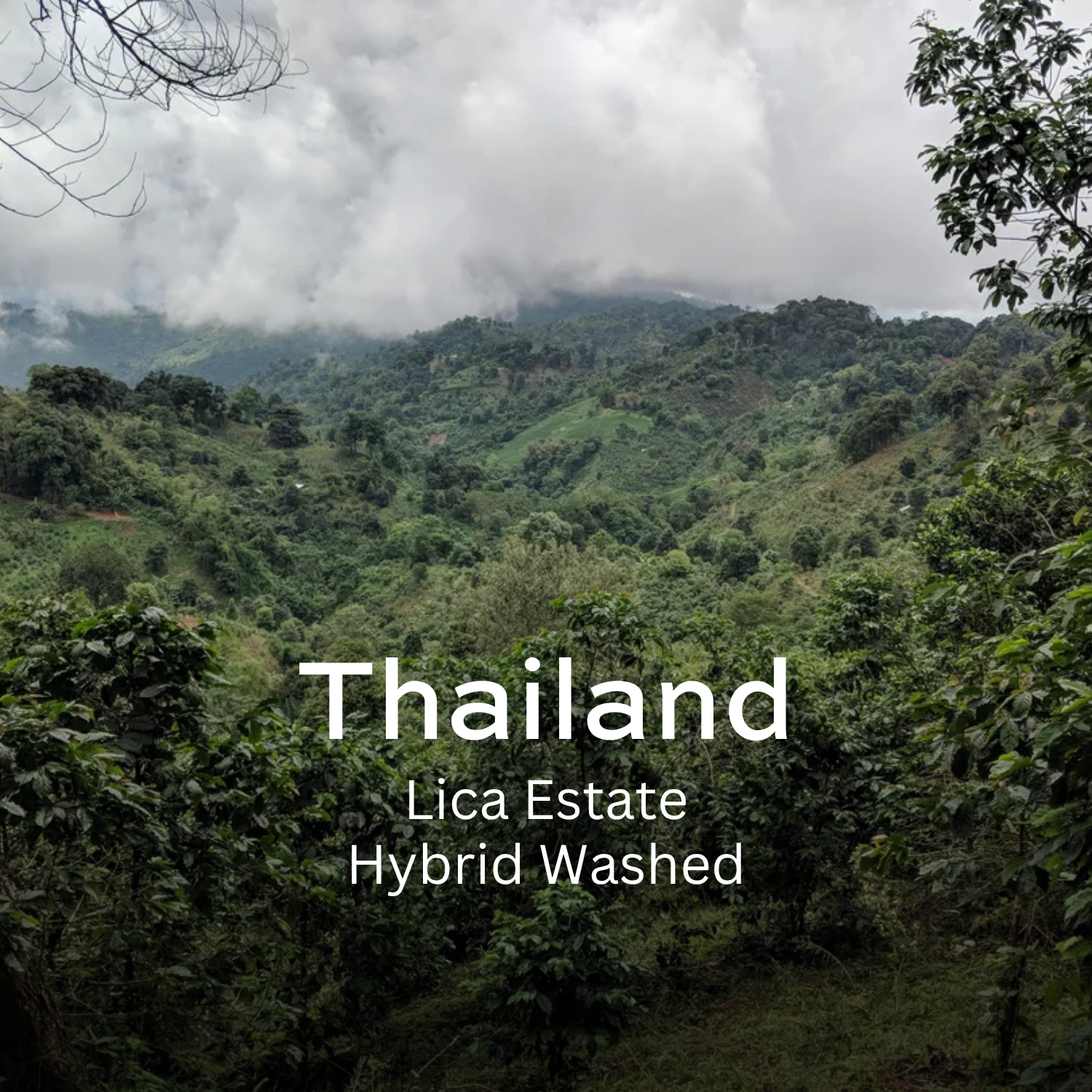Earth Roastery | Coffee | Lica Estate (Hybrid Washed)