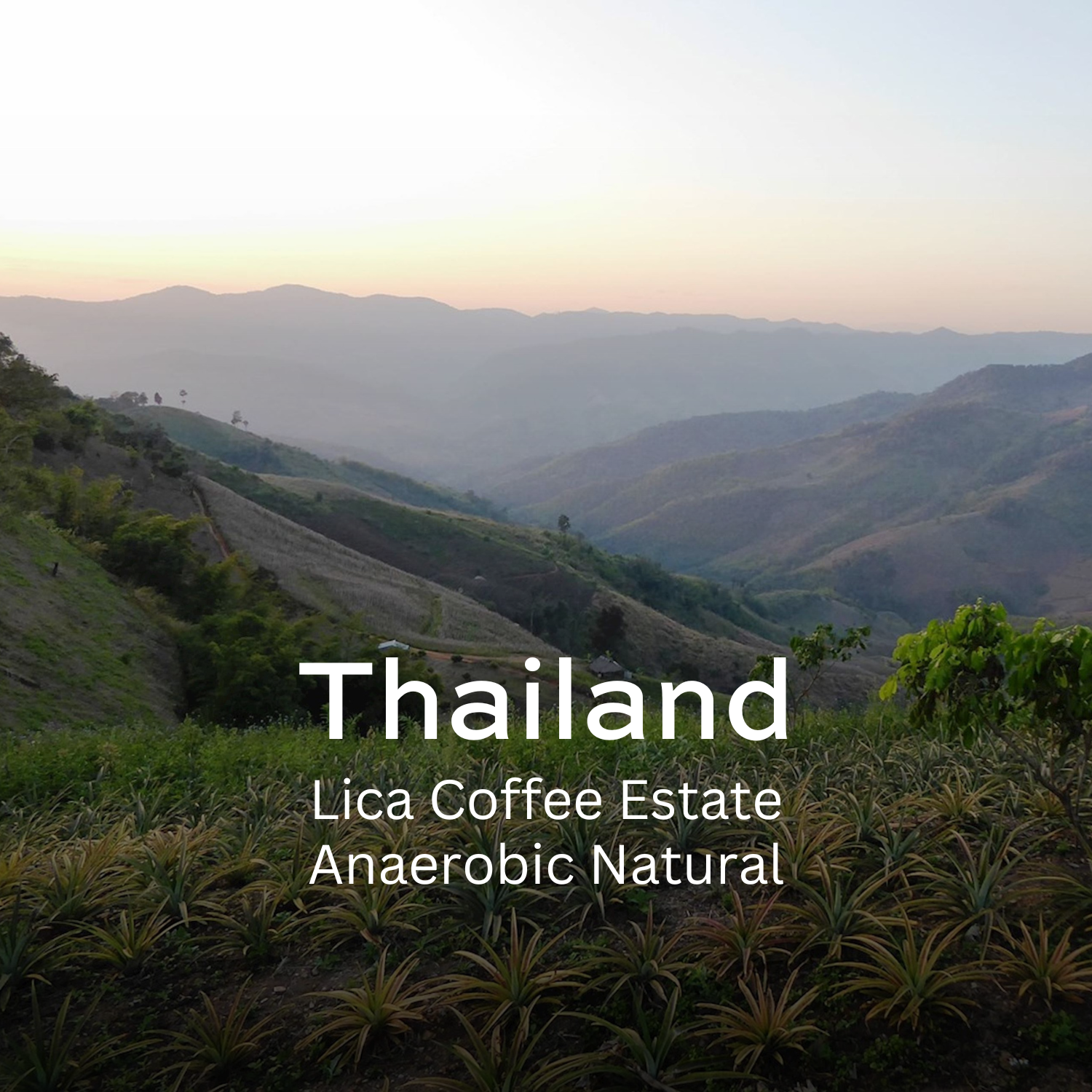 Earth Roastery | Coffee | Lica Coffee Estate (Anaerobic Natural)