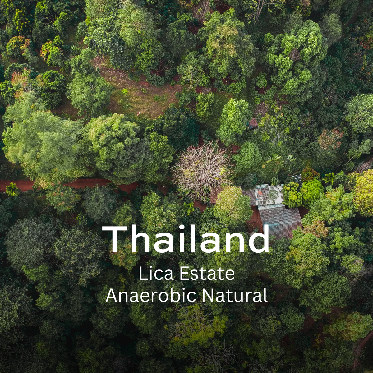 Chiang Mai (Anaerobic Natural)