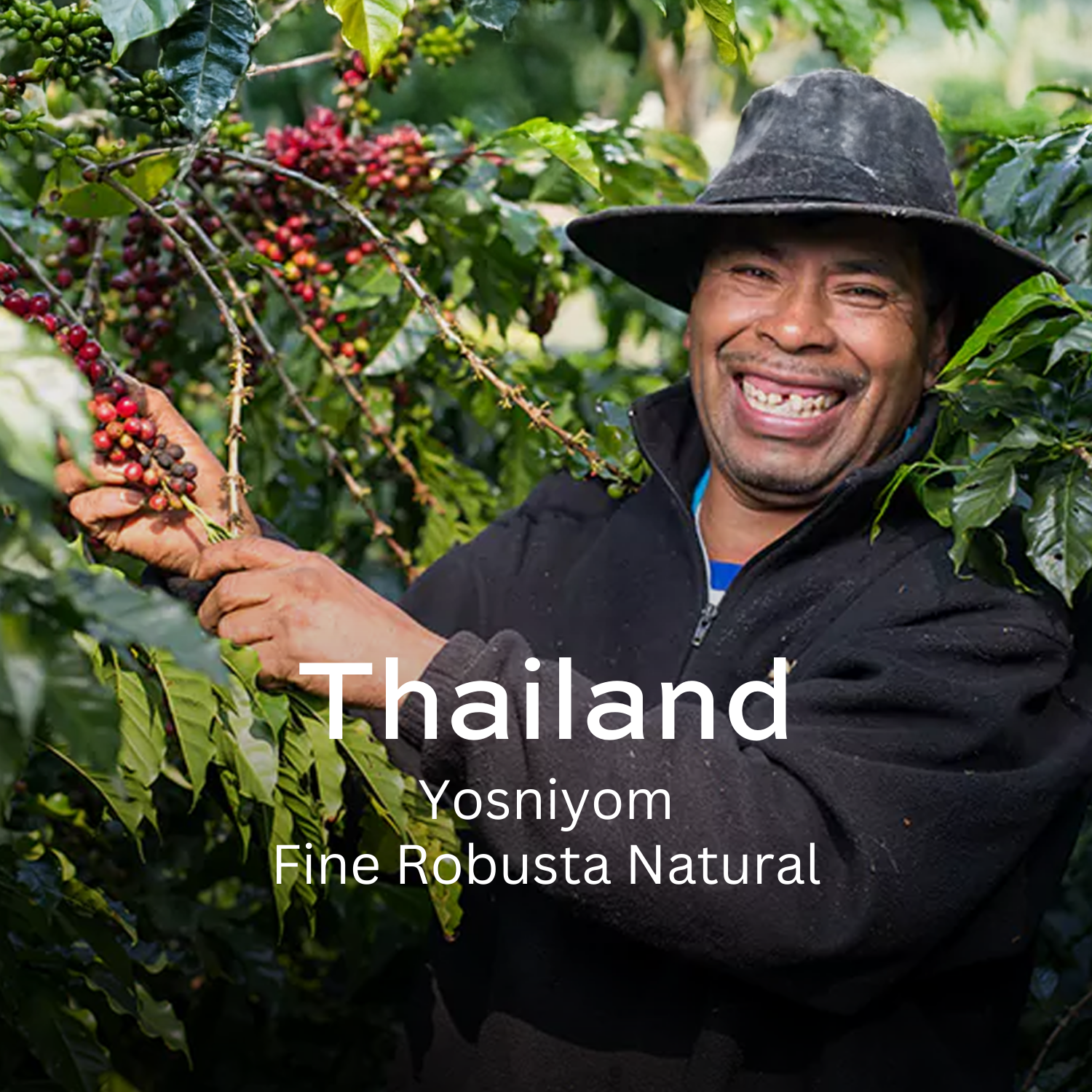 Earth Roastery | Coffee | Yosniyom (Fine Robusta Natural)