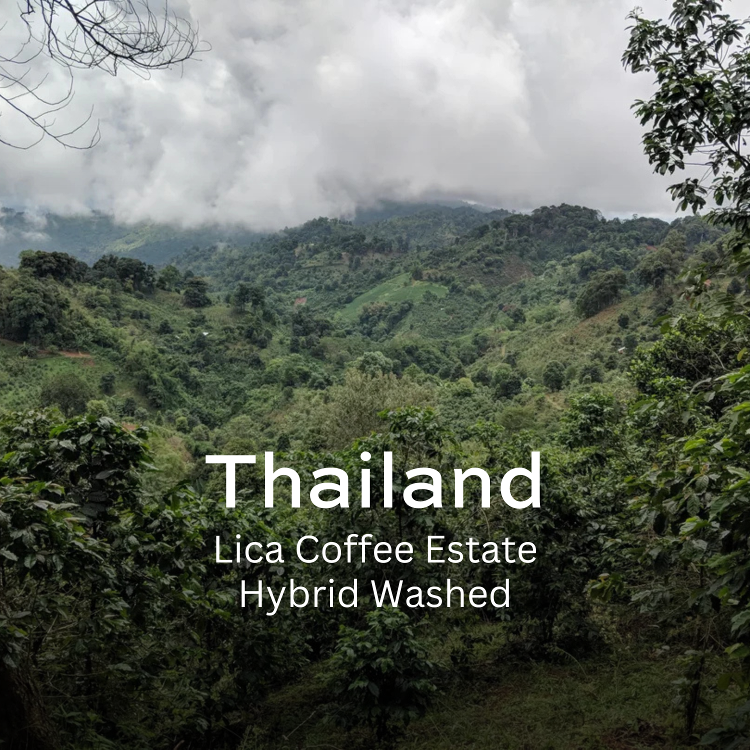 Earth Roastery | Coffee | Lica Coffee Estate (Hybrid Washed)