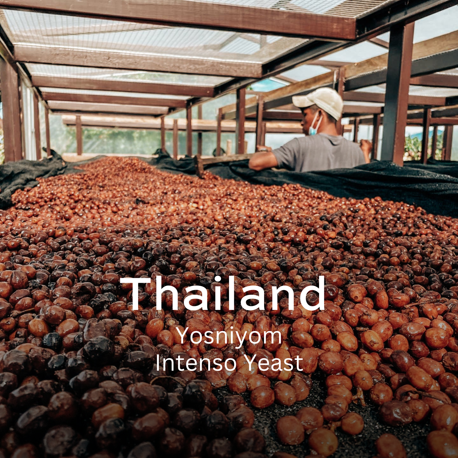 Earth Roastery | Coffee | Yosinyom (Intenso Yeast)