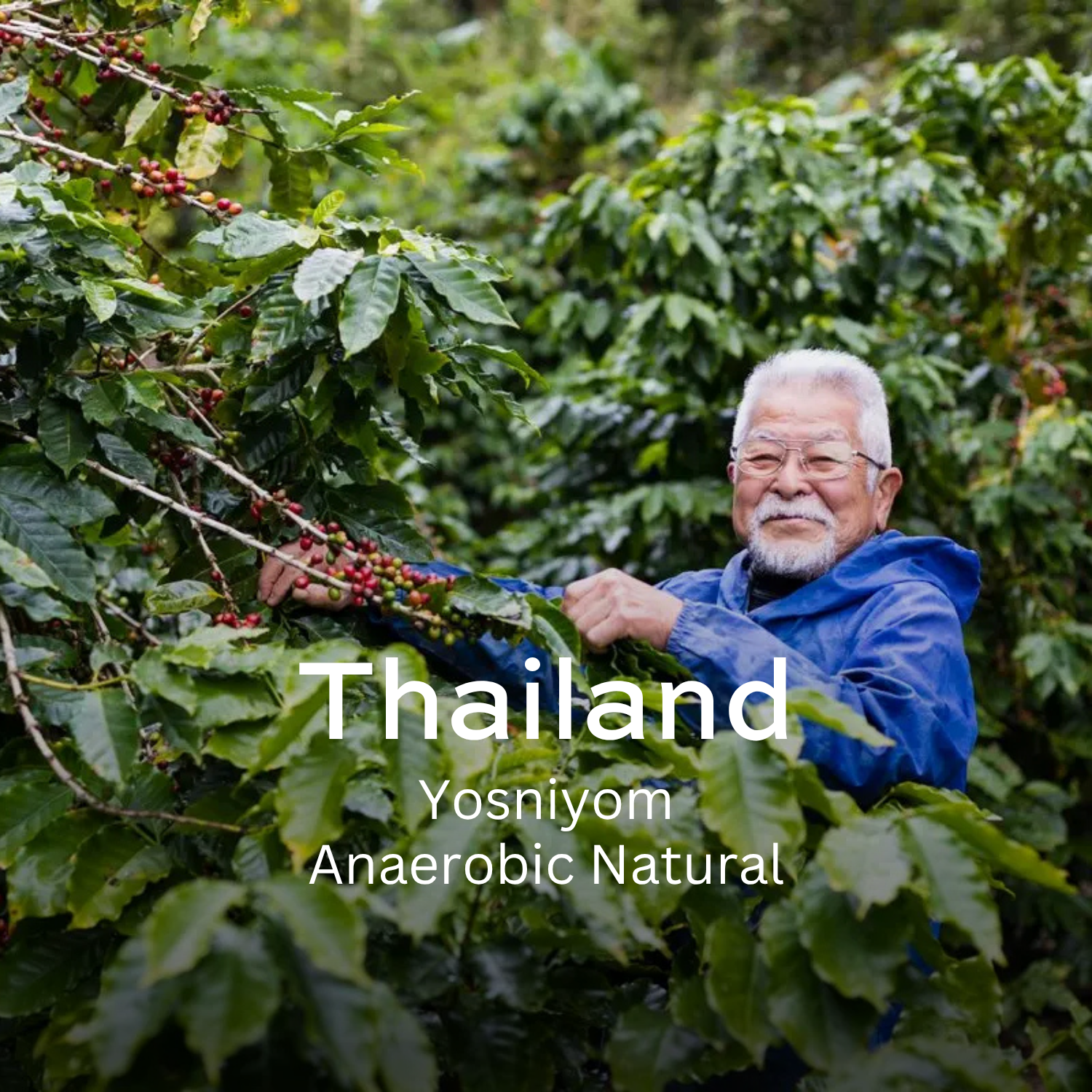 Earth Roastery | Coffee | Yosniyom (Anaerobic Natural)