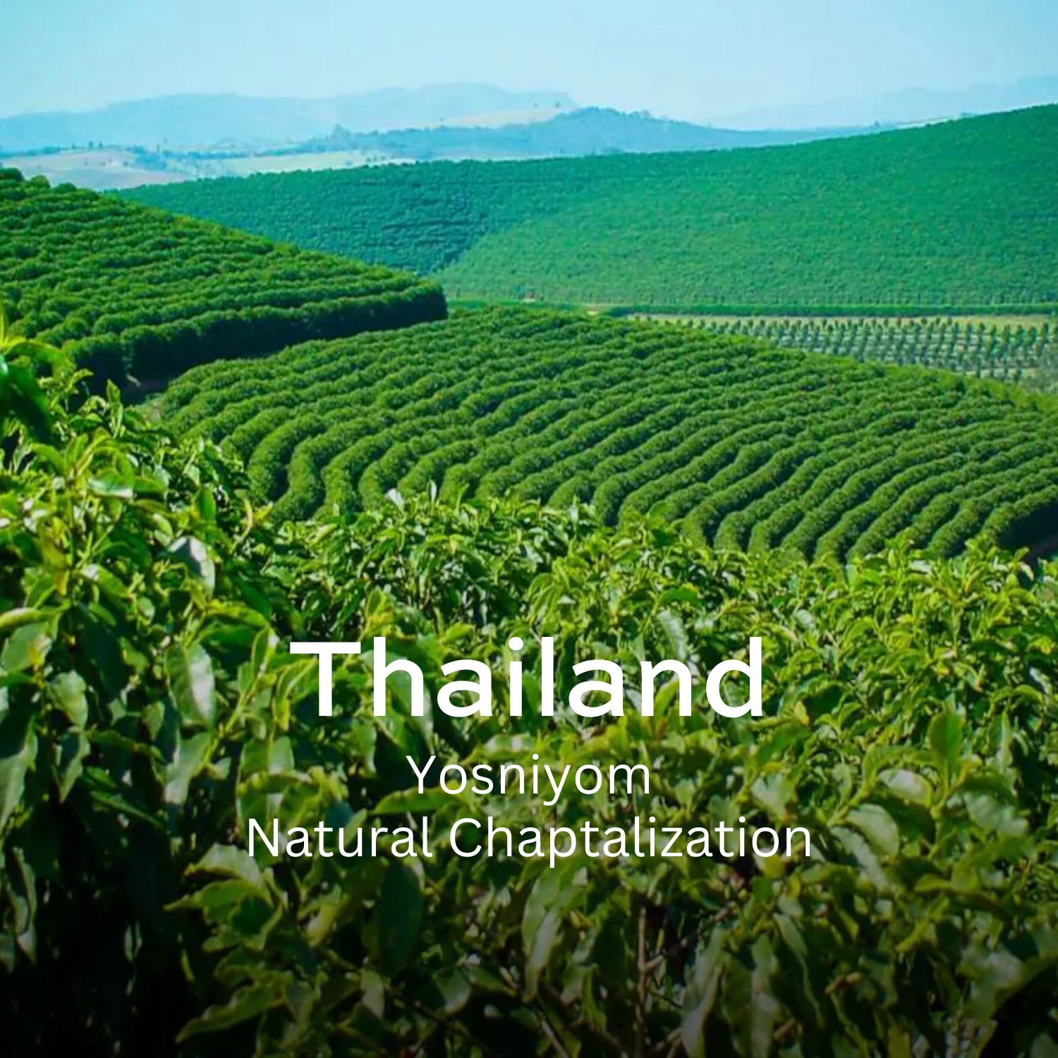 Earth Roastery | Coffee | Yosniyom (Natural Chaptalization)