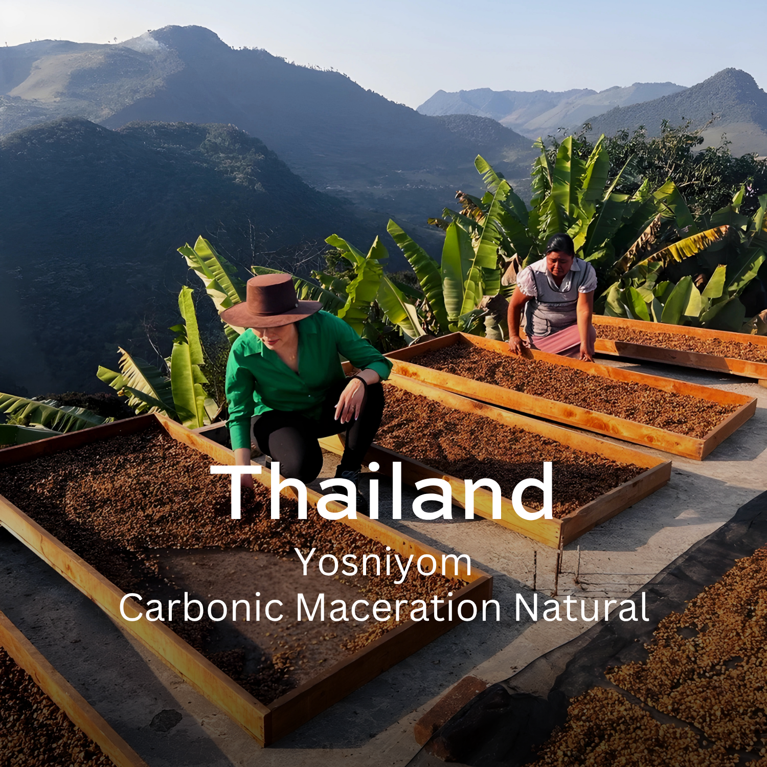 Earth Roastery | Coffee | Yosniyom (Carbonic Maceration Natural)