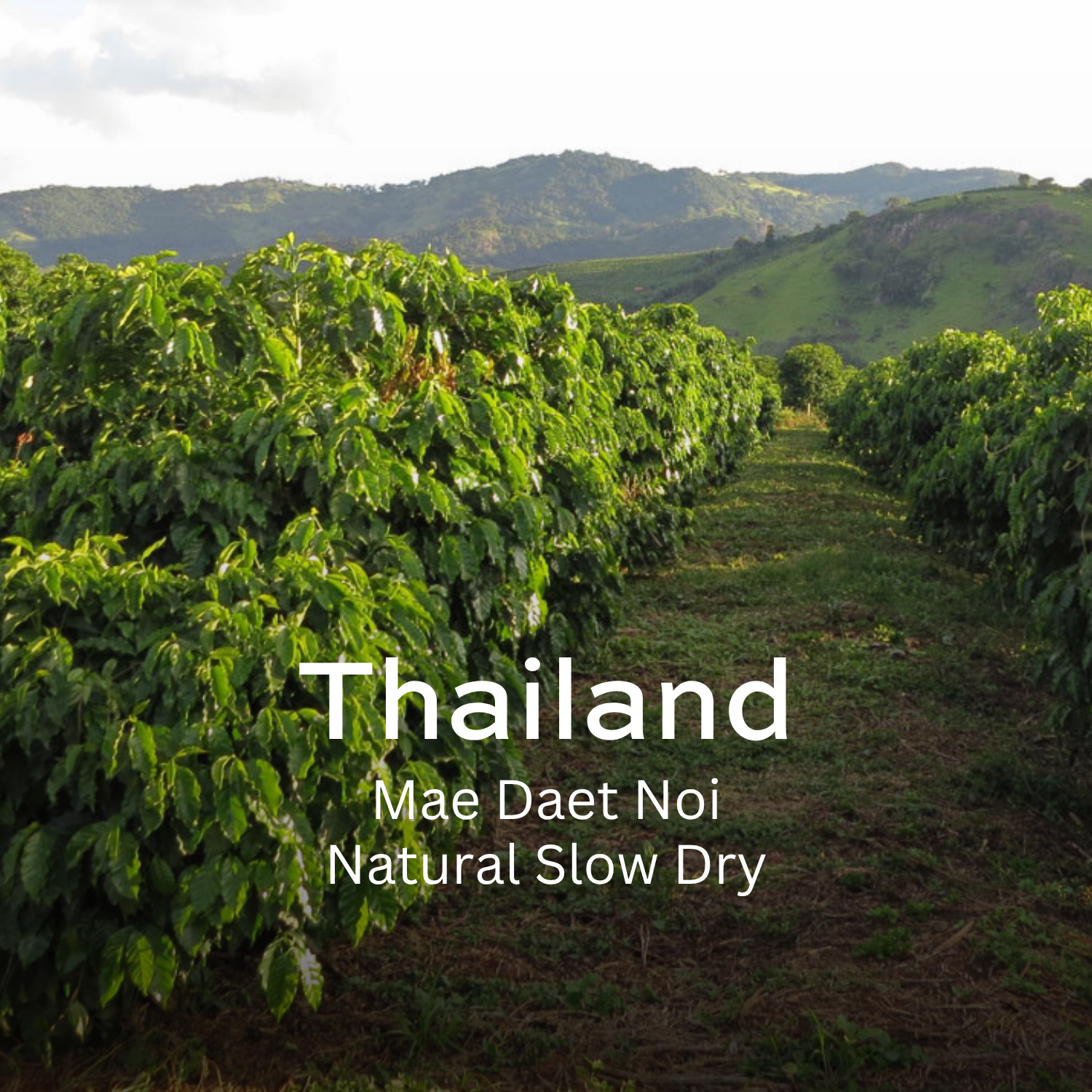 Earth Roastery | Coffee | Mae Daet Noi (Natural Slow Dry)